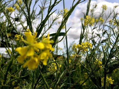 Mustard Flower