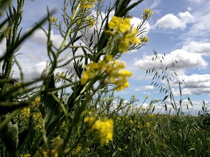 Mustard Flowers