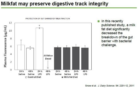 Milkfat preserves digestive tract efficiency