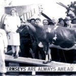 Sky Queen the first Flying Cow