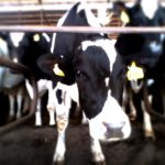 How much do cows weigh?