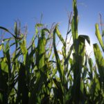 Interesting Facts about Corn