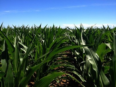 Field of corn