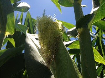 Pictures of corn