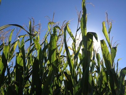 Corn Pictures