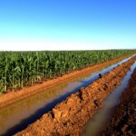 Pictures and Quotes about Corn