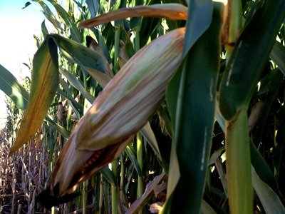 A ear of Corn