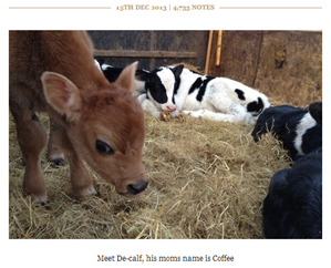 De-calf on Tumblr