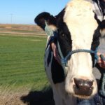 Cow Shepherd: a new label for dairy farmers