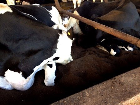 Dairy Farmers Care about Cows