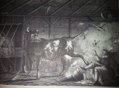 A cow kick will knock sense into anyone