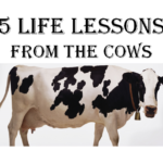 5 Unique Life lessons from the Cows