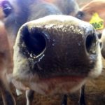 10 Facts about the Nature of Jersey Cows