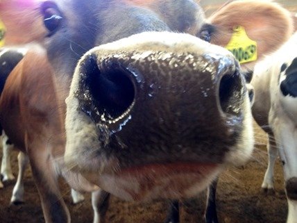 Jersey cows are curious