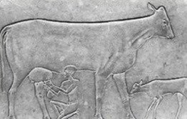 ancient-egyptian-stone-carving-of-cow-milking