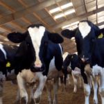 Why Cows deserve some Gratitude