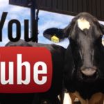 Viral Videos Show the Nature of Cows