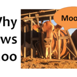 Why do cows moo?