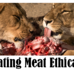 Is Eating Meat Ethical