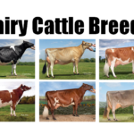 Breeds of Dairy Cattle