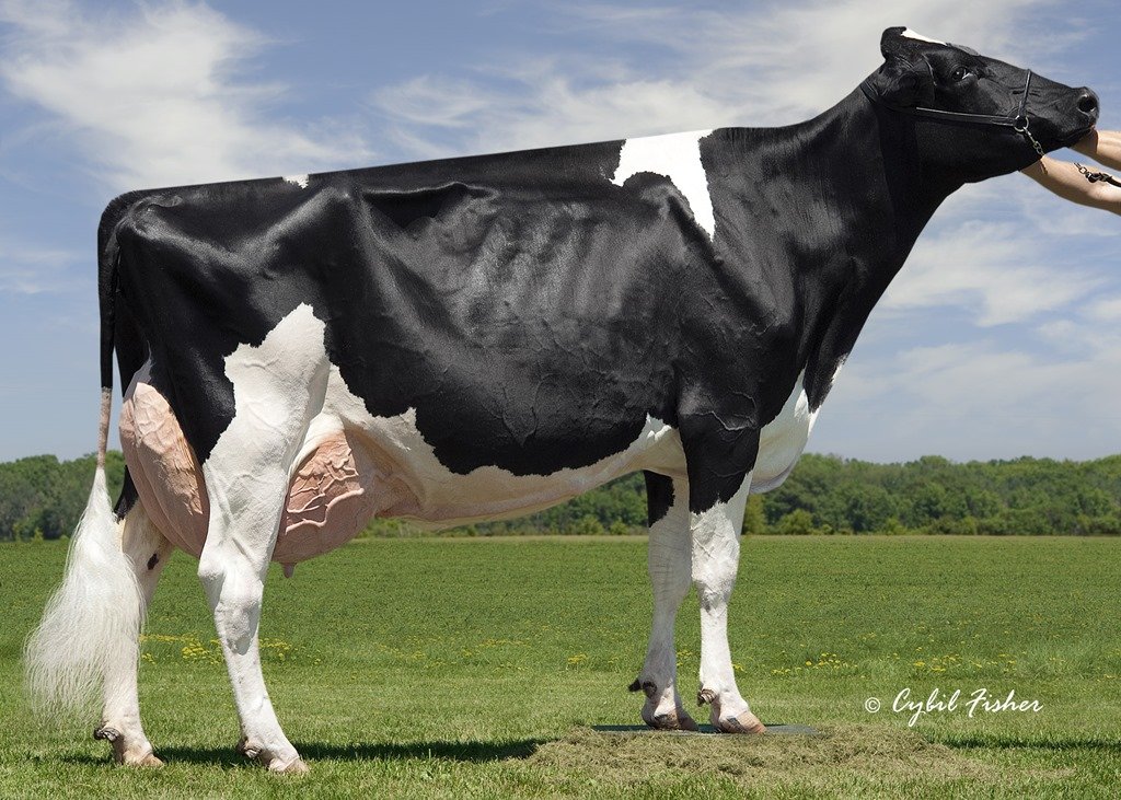 Holstein Cows with Blonde Coats - wide 10