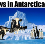 Cows in Antarctica