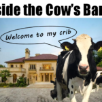 Inside a Modern Dairy Cow Barn