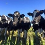 12 Relatable Cow Moments