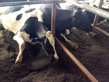 Comfy bed cow