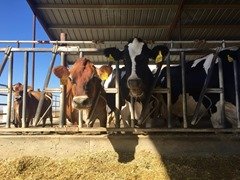 Cows eating