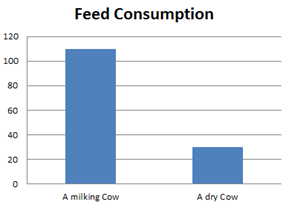 How much cows eat