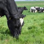 How much do cows eat?