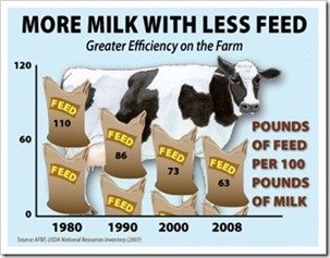 Cows and feed efficiency