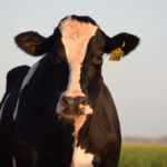 5 More Life Lessons from the Cows