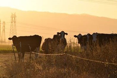Life Lessons from cows