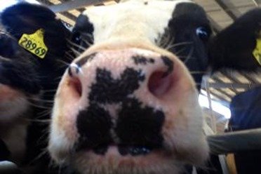 Cow Nose