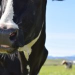 What is a Factory Farm