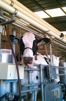 Photobombing milk cow