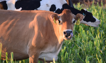 The Photobombing cows 