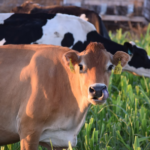 10 Times Cows Photobombed Me