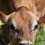 Does Milk come from Pregnant Cows?