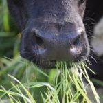 5 Nutrition Secrets from Cows