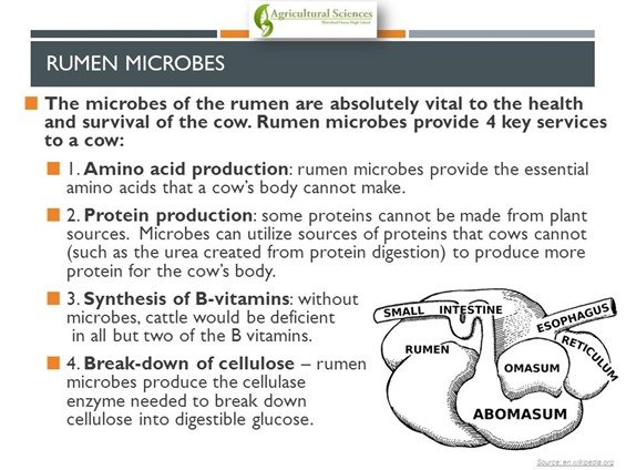 Cows secret to health