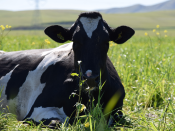 How much do cows weigh? | Dairy Moos