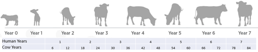 Cow age timeline