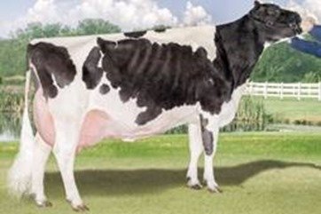 Modern cow