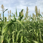 If Vegans Cared about Plants