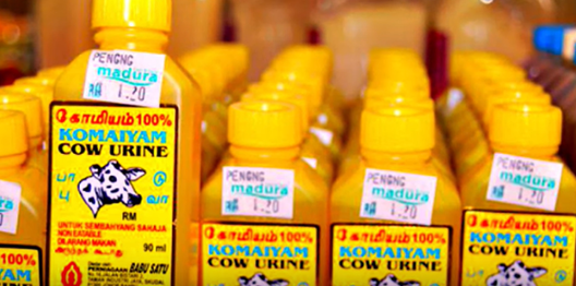 cow urine