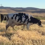 Meet My Oldest Dairy Cow: Amazing Grace